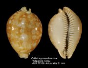 Callistocypraea leucodon